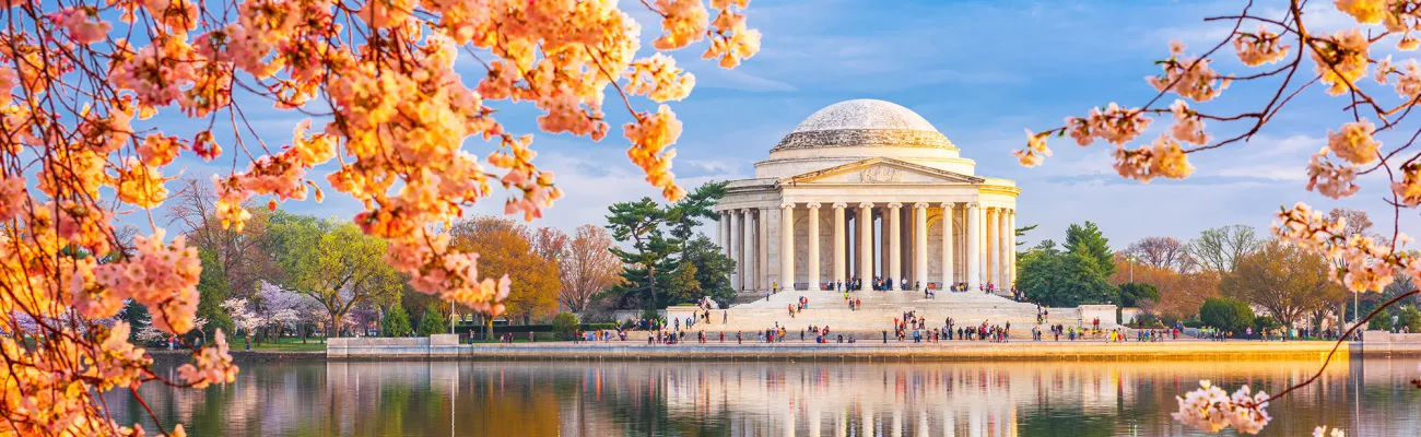 Cherry Blossoms with Thomas Jefferson Memorial